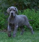 N�meck� doga modr� - pejsek s PP (FCI)