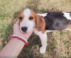 Beagle kr�sn� �t���tka