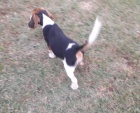Beagle kr�sn� �t���tka