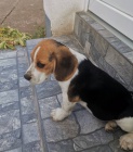 Beagle kr�sn� �t���tka