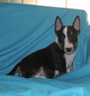 Mini bulteri�r �t��ata