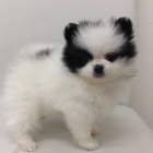 Wir haben 3 bezaubernde Pomeranian Zwergspitz Welpen,