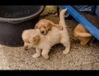 2 Golden Retriever welpen ✅