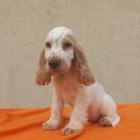 Anglick� kokr�pan�l �t��ata