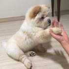 Zdrav� MINI �au �au �t��ata na prodej.