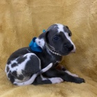 Prod�m �t��ata n�meck� dogy