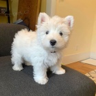 Prod�m �t��ata West Highland White Terriers