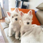 Prod�m �t��ata West Highland White Terriers