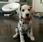 Prod�m zdrav� o�kovan� �t��ata dalmatin�