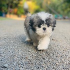 Prod�m hygienicky a soci�ln� vy�kolen� �t��ata SHIH TZU
