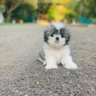 Prod�m hygienicky a soci�ln� vy�kolen� �t��ata SHIH TZU