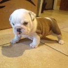 Prod�m �t��ata anglick�ho buldo�ka