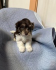 �t��ata havanese na prodej.