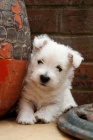 Mini Schnoodle �t��ata