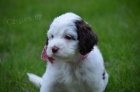 �t��ata Springerdoodle na prodej