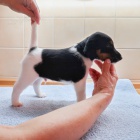 foxteri�r hladkosrst� - pes