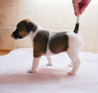 foxteri�r hladkosrst� - pes a fena