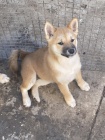 Shiba Inu �t��ata