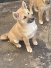 Shiba Inu �t��ata