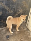 Shiba Inu �t��ata