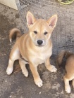Shiba Inu �t��ata