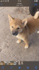 Shiba Inu �t��ata
