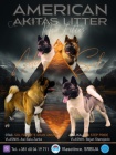 Americk� Akita �t��ata
