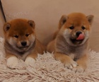 Shiba Inu �t��ata