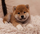 Shiba Inu �t��ata