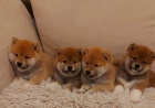 Shiba Inu �t��ata
