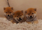 Shiba Inu �t��ata