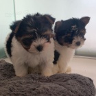 Prod�m �t��ata BIEWER YORKIE