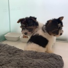 Prod�m �t��ata BIEWER YORKIE