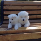 Prod�m �t��ata samojeda