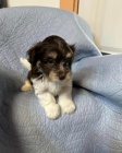 �t��ata havanese na prodej.