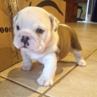 Prod�m kr�sn� �t��ata anglick�ho buldo�ka