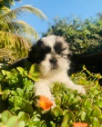 Prod�m �t��ata SHIH TZU