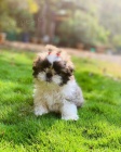 Prod�m �t��ata SHIH TZU