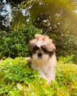 Prod�m �t��ata SHIH TZU
