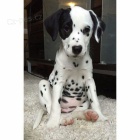 Prod�m kr�sn� a zdrav� o�kovan� �t��ata dalmatin�