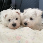 Prod�m �t��ata West Highland White Terriers