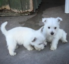 Prod�m �t��ata West Highland White Terriers