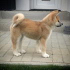 Prod�m kr�sn� o�kovan� a od�erven� �t���tka Akita-Inu