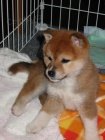 Prod�m �t��ata shiba inu