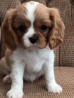 Prod�m mini o�kovan� �t��ata Kaval�r King Charles Spaniel.