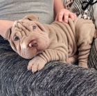 Prod�m zdrav� �t��ata o�kovan� shar-pei.