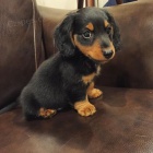 Prod�m dlouhosrst� mini jezev��ka.