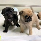 prod�m o�kovan� �t��ata mops�