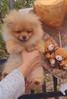 Pomeranian BOO TOP t��da �t��at