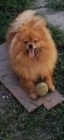 Pomeranian BOO TOP t��da �t��at